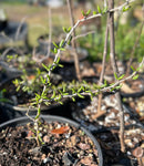 Alluaudiopsis marnieriarum | Madagascar Spiny Forest | 1 Gallon