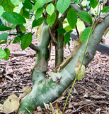 Commiphora madagascarensis 1 gallon Rare Madagascar Myrrha Tree