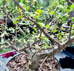 Bursera fagaroides Blue Form Specimen B