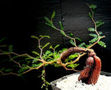 Operculicarya pachypus Rare Elephant Tree Species | Huge Caudex Rooted cuttings
