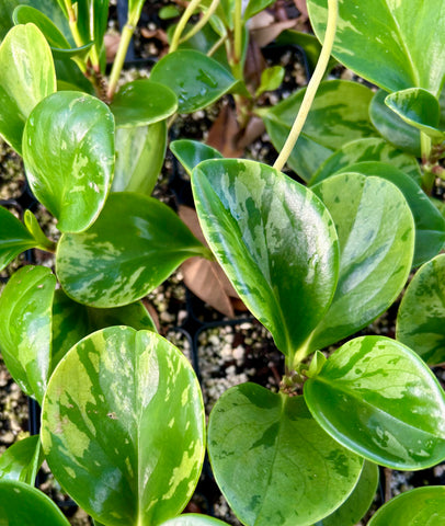 Peperomia obtusifolia Variegated| Baby Rubber Plant Florida Native succulent/ epiphyte