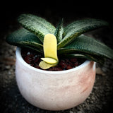 Gasteria hybrid variegated  ‘Kyoryu’ Rare Hybrid Ox Tongue Succulent