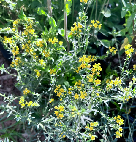 Yellow Pineland Heliotrope | Euploca polyphylla | Florida Native Wildflower