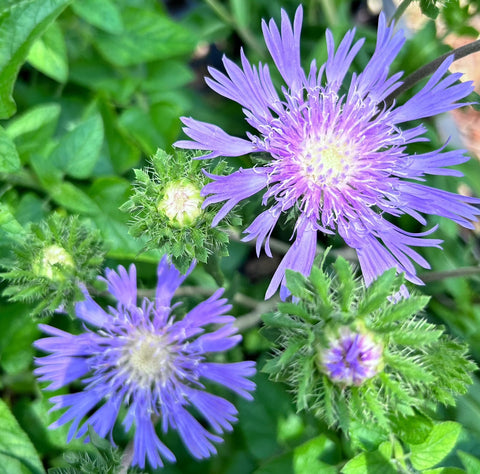 Stokes Aster | Stokesia Laevis | Florida Native Blue Wildflower | Pollinator Plant