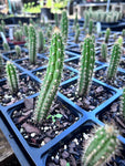 Harrisia simpsonii | Simpsons Prickly Apple Cactus | Florida Native Endangered Species