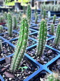 Harrisia simpsonii  | Simpson's Apple Cactus | Florida Native Cactus