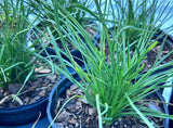 Liatris laevigata | Evergreen Blazing Star Gayfeather | Florida Native Wildflower