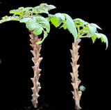 Beiselia mexicana | New World Frankincense Relative | Rare Unique Tree