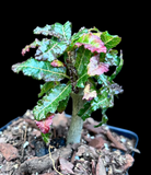 Boswellia nana Socotra Bonsai Frankincense Tree