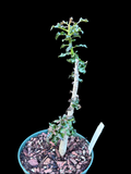 Boswellia nana Socotra Bonsai Frankincense Tree