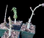 Boswellia nana Socotra Bonsai Frankincense Tree