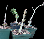 Boswellia nana Socotra Bonsai Frankincense Tree