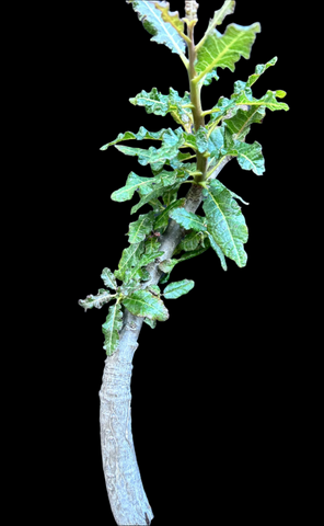 Boswellia nana x popoviana Socotra Bonsai Frankincense Tree