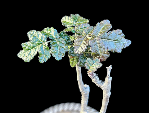 Boswellia ameero Rare Frankincense Tree Socotra Bonsai