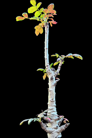 Boswellia ameero Rare Socotra Frankincense Tree Bonsai