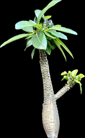 Pachypodium baronii baronii | Red Flower Madagascar Palm