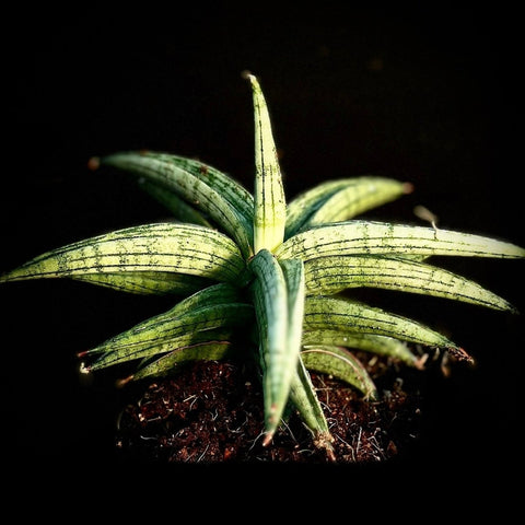 Sansevieria Thai Hybrid 'Riley' | Rooted Offsets 4” Pot