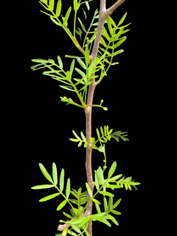 Bursera Waterman | Bursera microphylla x bursera fagaroides New World Frankincense tree | Natural hybrid