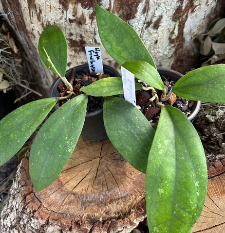 Hoya finlaysonii | Nice Foliage Veins | Wax Plant