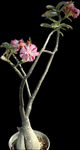 Adenium obesum ‘Supernova’ | Grafted Desert Rose | Double Flower