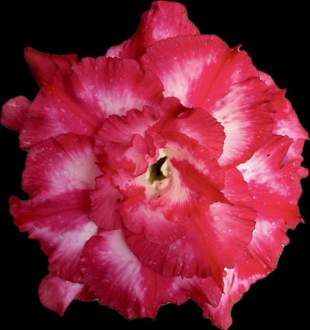 Adenium obesum Phet Mong Kohn Specimen 1 | Grafted Desert Rose | Double Flower