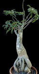 Adenium obesum Large Bonsai | Trained Specimen