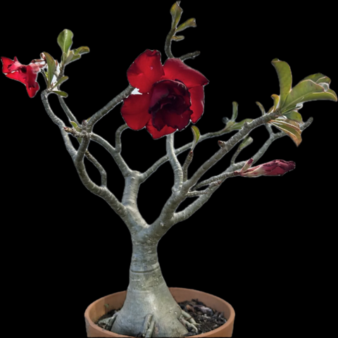 Adenium obesum Double Dark Red | Double Flower