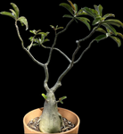 Adenium obesum Bonsai | Exact Plant