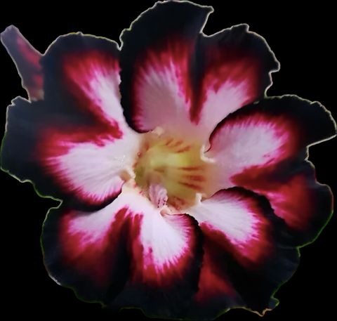 Adenium obesum ‘Black Swan’ | Grafted Desert Rose | Complex Dark Flower