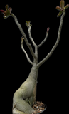 Adenium obesum ‘Black Swan’ | Grafted Desert Rose | Complex Dark Flower