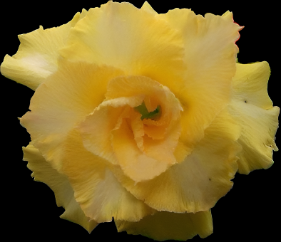 Adenium obesum ‘Happy Gold’ | Grafted Desert Rose | Double Golden Yellow Flower