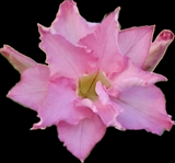 Adenium obesum  ‘Innocent Glow ’ | Grafted Desert Rose | Double Pink Flower