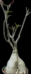 Adenium obesum | Grafted Desert Rose | Complex Dark Flower