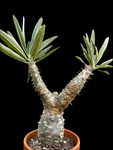 Pachypodium horombense Specimen A2