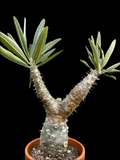 Pachypodium horombense Specimen A2