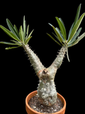 Pachypodium horombense Specimen A2