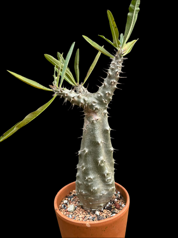 Pachypodium cactipes | Madagascar Palm Caudex Plant