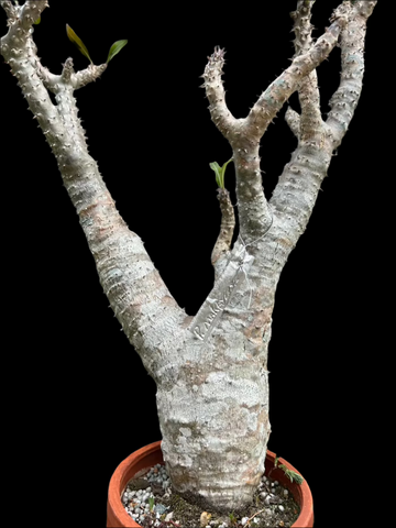 Pachypodium makayense Specimen A1