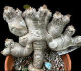 Pachypodium brevicaule | Madagascar Palm Caudex Plant