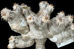 Pachypodium brevicaule | Madagascar Palm Caudex Plant