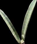 Sansevieria hallii Giant Form