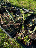 Hurricane Challenged Sansevieria Collections | Set of 5 Plants