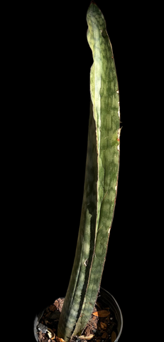 Sansevieria ES 20849  (trade name Dragon King) Large Offset