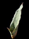 Sansevieria ES 20849  (trade name Dragon King) Large Offset