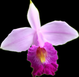 Bamboo Orchid Purple Flower