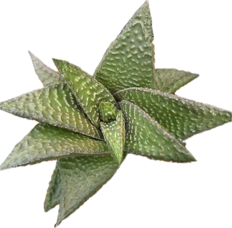 Gasterworthia hybrid | Specimen | Ox Tongue Succulent