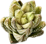 Haworthia coarctata VARIEGATED  | Tower Forming Succulent - Great House Plant