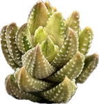 Haworthia coarctata VARIEGATED  | Tower Forming Succulent - Great House Plant