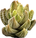 Haworthia coarctata VARIEGATED  | Tower Forming Succulent - Great House Plant