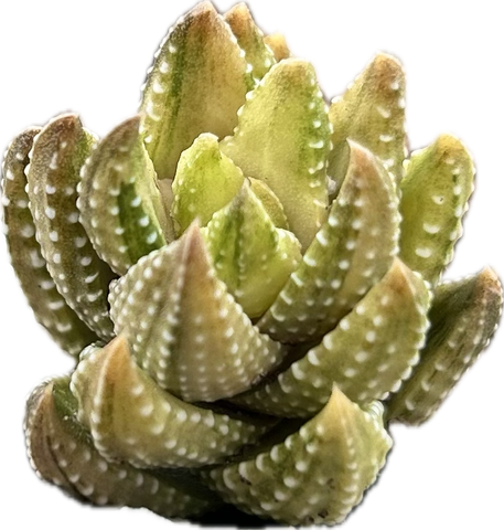 Haworthia coarctata VARIEGATED  | Tower Forming Succulent - Great House Plant